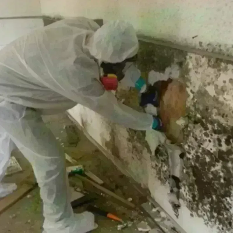 Mold Remediation and Removal in Tatum, TX